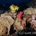 coral_soft_pc_h_0705_png1971.jpg